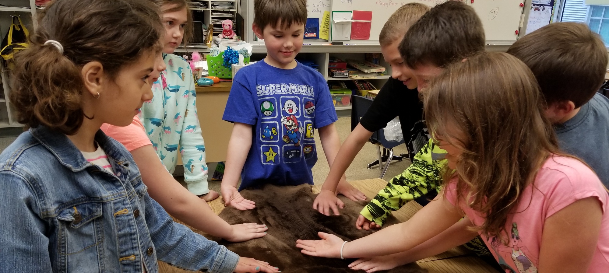 3rd grade students studying Michigan's fur trade were able to see actual fur pelts