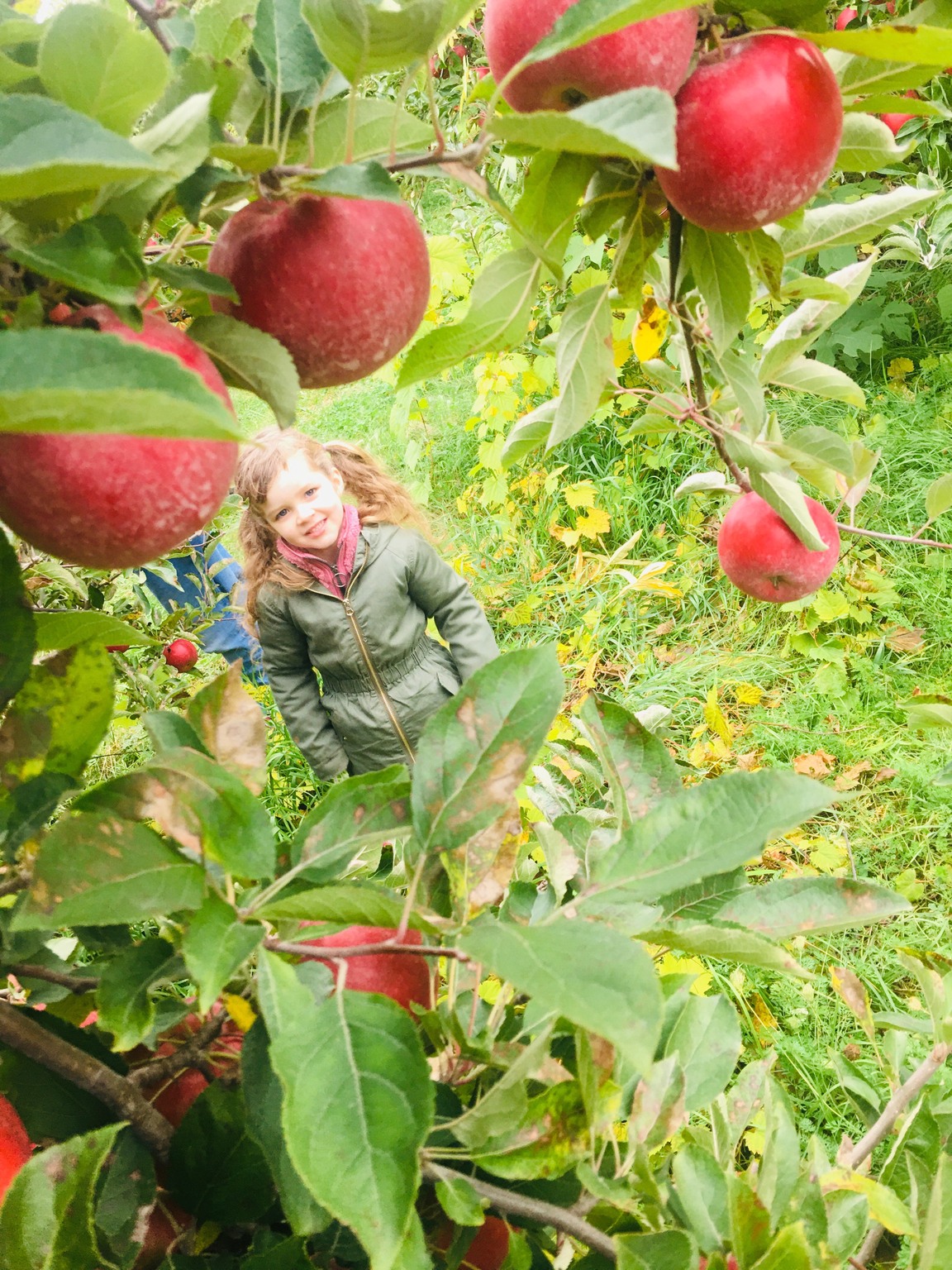 Student at apple orchard